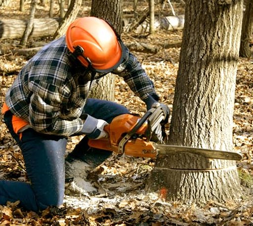 Tree Removal in Onekama, MI